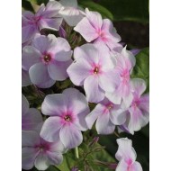 Флокс Phlox Седая Нева